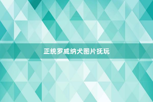 正统罗威纳犬图片抚玩